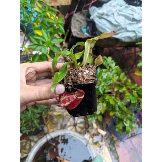 Cây cảnh vk x ampu red trip lip đỏ môi sọc