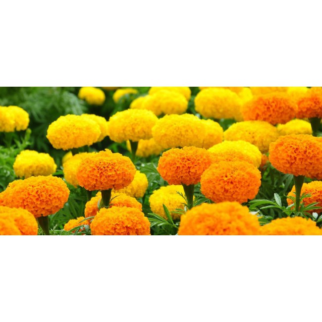 Hạt giống hoa vạn thọ Mỹ bông lớn nhiều bông (Cam - vàng chanh) - Hoa Vạn thọ chậu phi (nhiều màu)