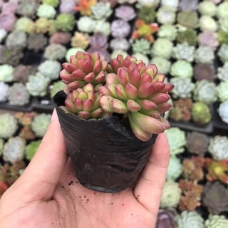 Sen đá sedum cam size bầu thuần khí hậu, siêu xinh, siêu khỏe lỗi 1 đổi 1 - vườn sen đá