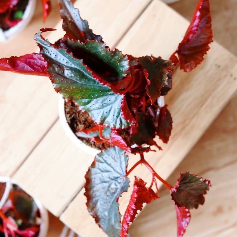 Cây Begonia Red Angel Wing - Cây Thu Hải Đường Cánh Thiên Thần Đỏ