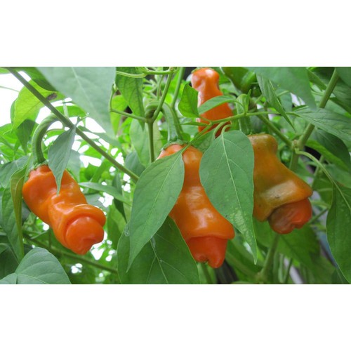 MINRO 6-4-6+TE Phân túi lọc tác dụng kích ra hoa cho phong lan (Gói 36 túi)