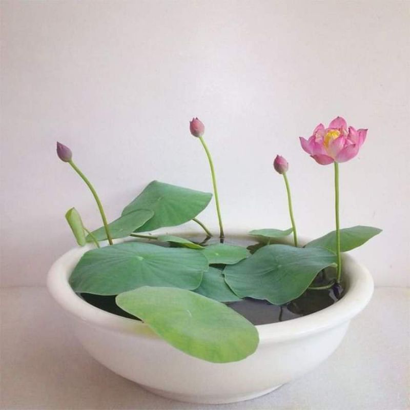 Sen Siêu hoa Little Dragon món quà của thế giới hoa sen