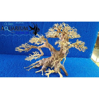 Cây Bonsai cho hồ cá size trung
