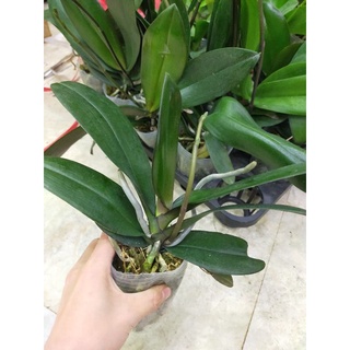 combo 3 cây lan hồ điệp đang nụ