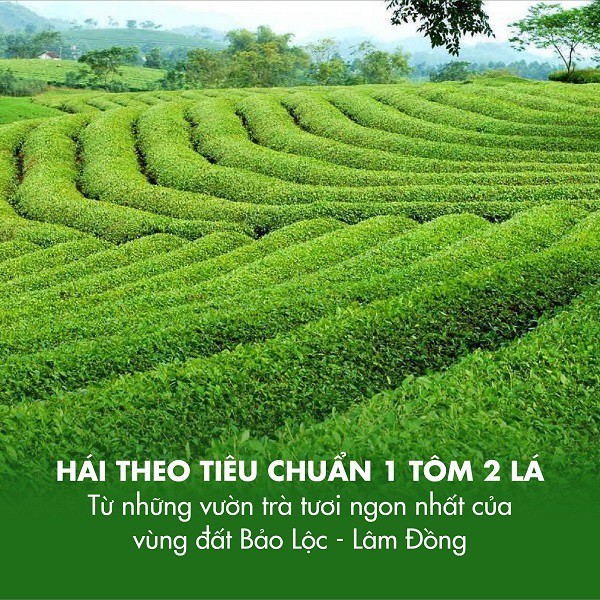 Trà Đen B251 Dotea - 500g Vị Ngọt Trái Chín Hương Thơm Tự Nhiên