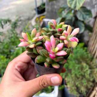 [HOT] SEN ĐÁ HỒNG SAO BỤI 6CM