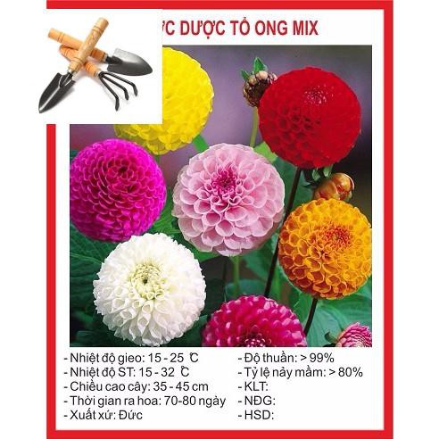 Hạt Giống Hoa Thược Dược Tổ Ong Mix 30 Hạt TẶNG BỘ DỤNG CỤ MINI