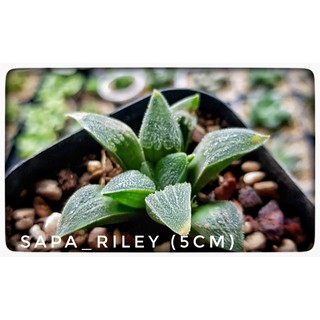 Sen đá kim cương - Haworthia (cây con)