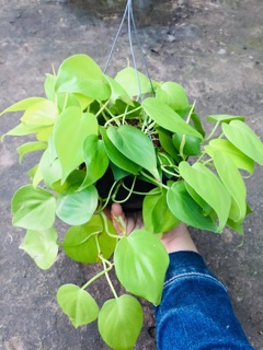 TRẦU BÀ TIM VÀNG GÁO DỪA