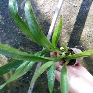 Vũ nữ mật ngọt giống