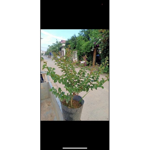 CÂY HOA TƯỜNG VI HỒNG cao 40-60cm thuần bầu