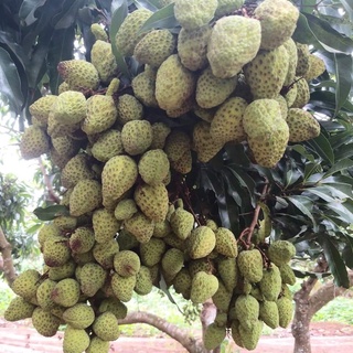 Cây giống vải khổng lồ tứ xuyên