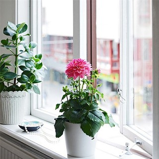 Hoa thược dược mix