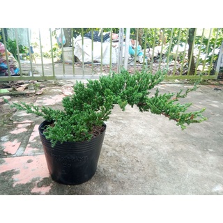 Cây Ngoạ Tùng (tùng lá kim,tùng xà)- tặng kèm phân bón