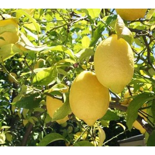 CHANH VÀNG TRỒNG CHẬU SAI TRĨU QUẢ