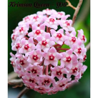 cẩm cù Hoya
