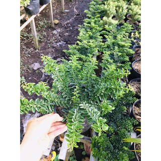 combo 5cây phôi kim quýt thái