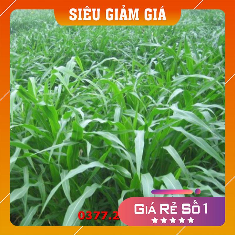 Hạt Giống Cỏ Ngọt Lai Siêu Năng Suất Gói 500g - Hạt Giống Cỏ Cao Lương, Cỏ Chăn Nuôi, Trâu, Bò, Dê