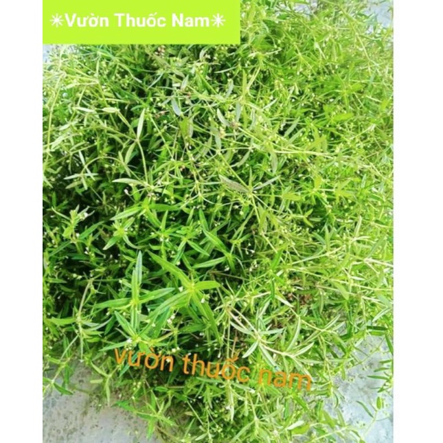 Cây Bạch hoa xà thiệt thảo tươi cây lữ đồng tươi làm thuốc
