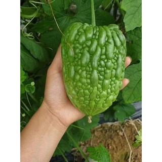 MƯỚP ĐẮNG TRÁI TIM