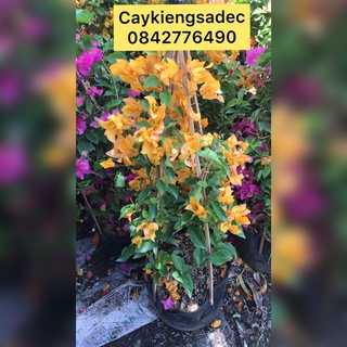 hoa giấy thái caykiengsadec + tặng phân bón