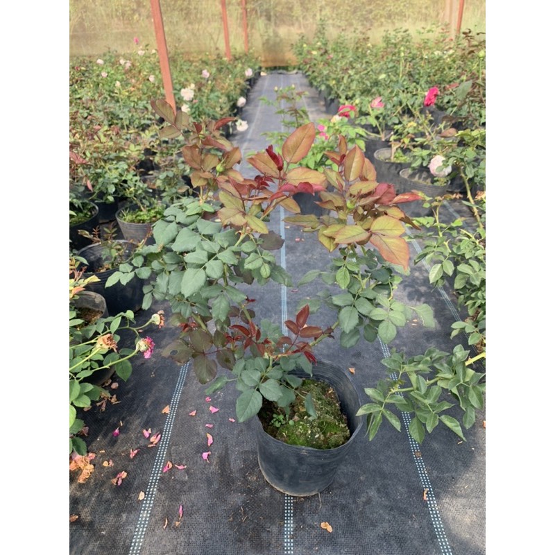 Cây hoa hồng bụi Color Shell viền hồng, cây nguyên chậu cao 50-60cm. thienan22916