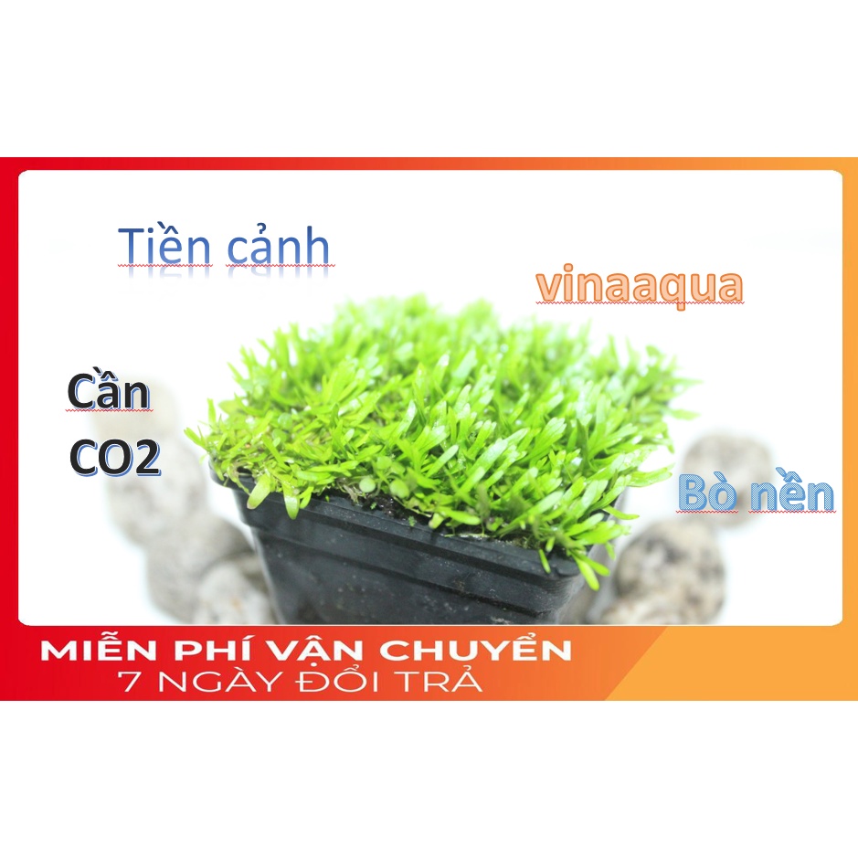 Cây thủy sinh trải nền Cỏ giấy 1 chậu bán cạn Vinaaqua_cây thủy sinh tiền cảnh,trải thảm cho hồ thủy sinh- bể thủy sinh.