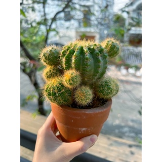 Chậu xương rồng bí xanh