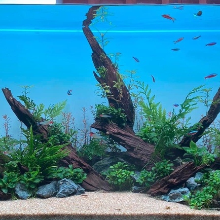 Cát, Sỏi Nắng Vàng 3 Kích Cỡ Hạt- Túi 500gr