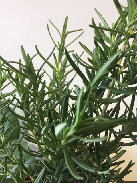 Cây Hương Thảo xứ nóng - Rosemary