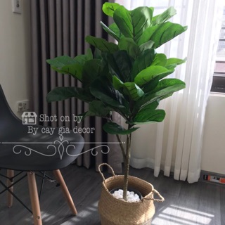 Cây bàng Singapore 3 nhánh 1met ( có video ảnh thật)