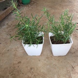 Cây hương thảo trồng chậu nhựa