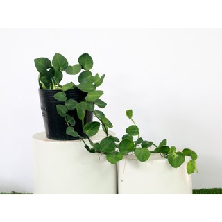 Dây Tắc Kè Thái - Leo Tường