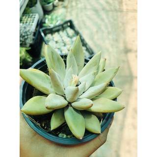 Sen đá vuốt bạc (new-hàng nhập)