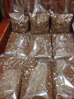 Trà Gạo Lứt rang chín (500g)