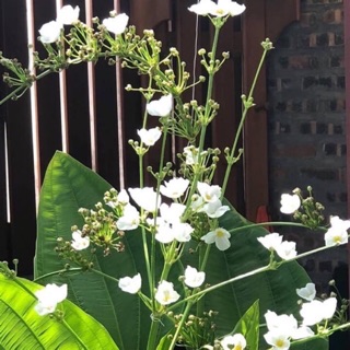 Cây bách thủy tiên hoa đơn