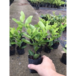 bông trang (hoa mẫu đơn) Hồng phấn lá trung