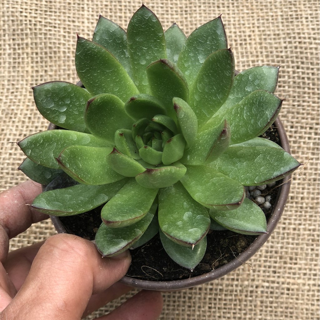 Chậu Sen Đá size vừa SĐ7