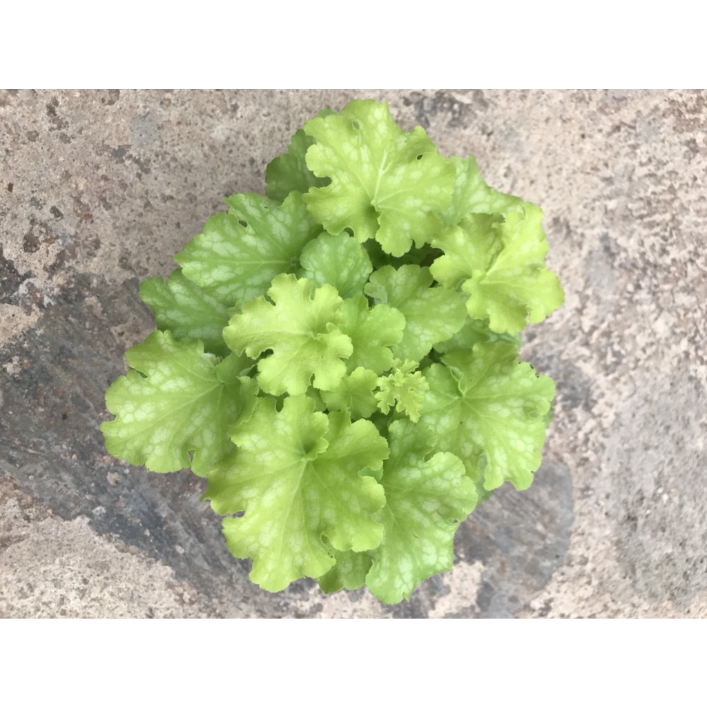 Cây hoa chuông san hô ( Heuchera)