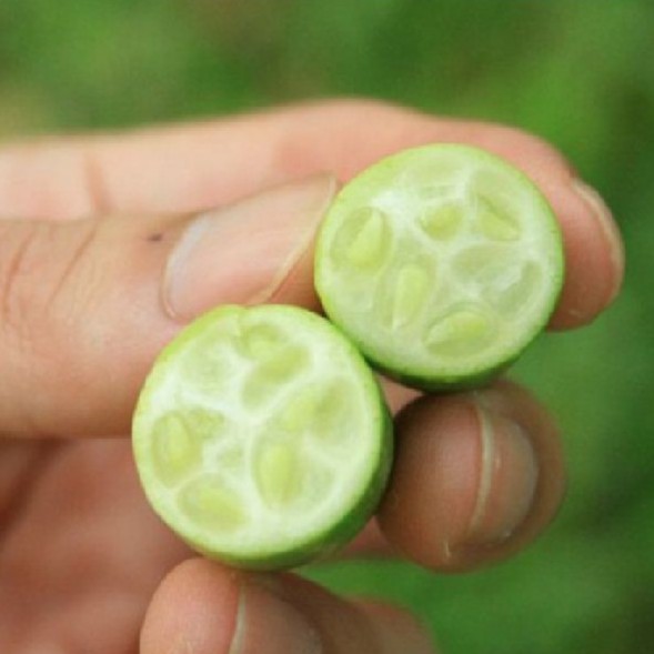 Hạt giống dưa hấu tí hon - 1 gói 10 hạt - HGT1