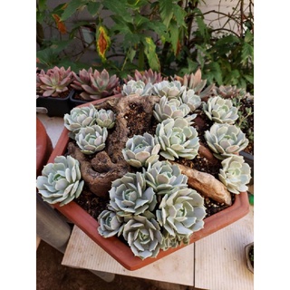 sen đá lola thụ 2 đầu
