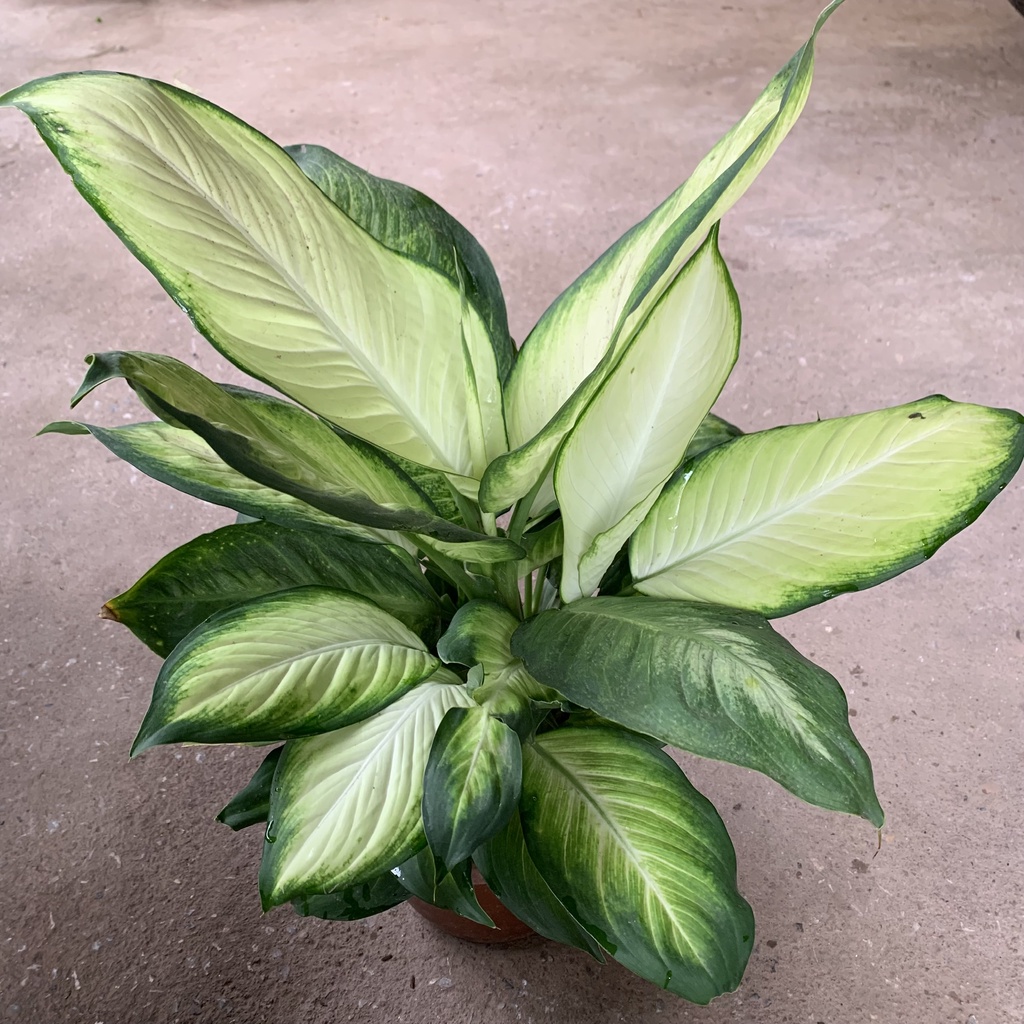 Cây sao sáng cao 30-35cm, bụi cây xum xuê lá và tươi tốt quanh năm, cây cảnh nội thất làm thanh lọc không khí