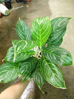 BẠCH MÃ HOÀNG TỬ 2 THÂN