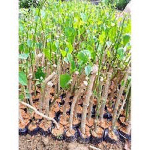 Combo 2 Cây Giống Rau Bò Khai Trường ĐH Nông Nghiệp