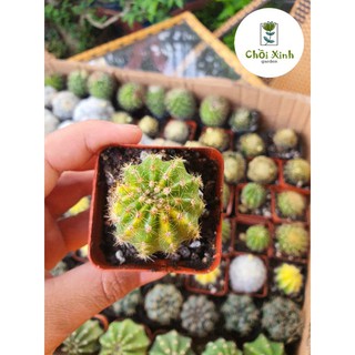Xương rồng echino var
