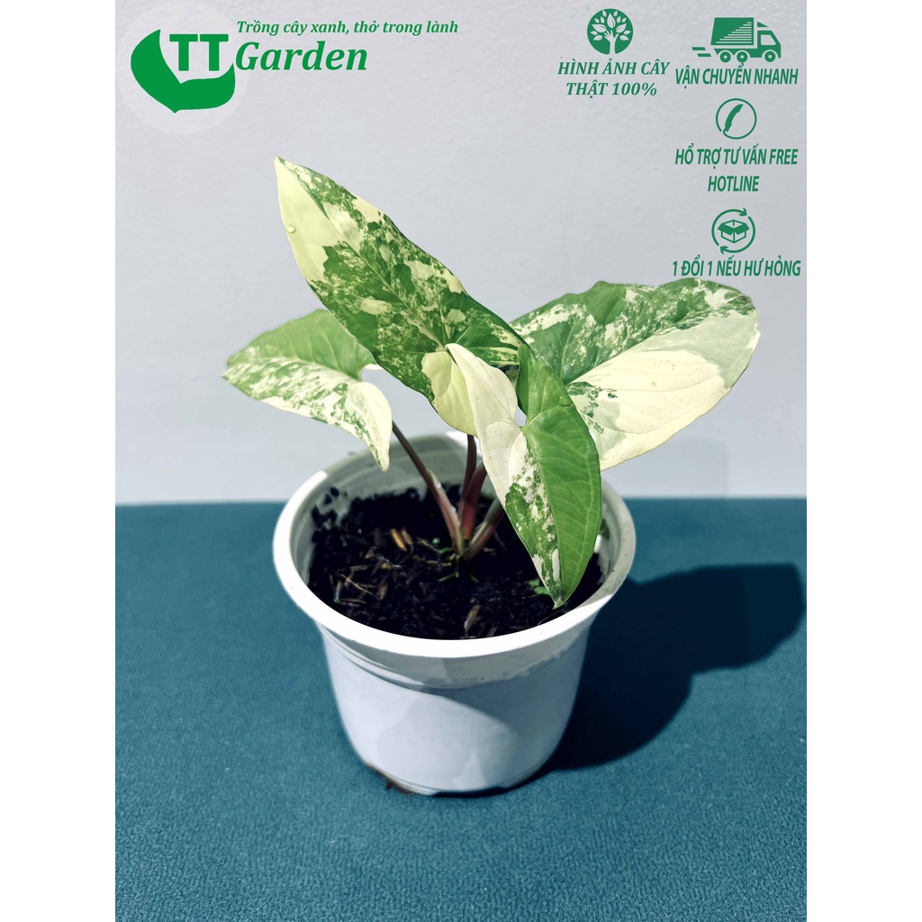 Tróc bạc Syngonium Podophyllum Aurea Variegata hàng giống trồng trong nhà ngoài trời trồng sân vườn decor trang trí