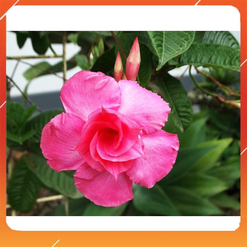 [BÁN CHẠY] 1 CHẬU cây hoa Hồng Anh CÁNH KÉP GIỐNG leo cho tường nhà rực rỡ sắc hoa, MIIXX MÀU