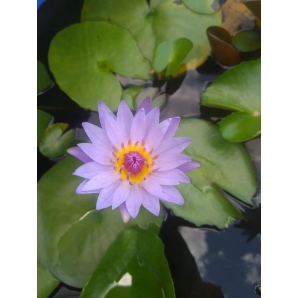 Cây giống hoa súng thái màu tím