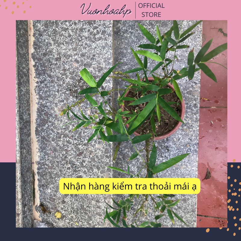 Cây trúc đùi gà, trúc quan âm cao 60cm