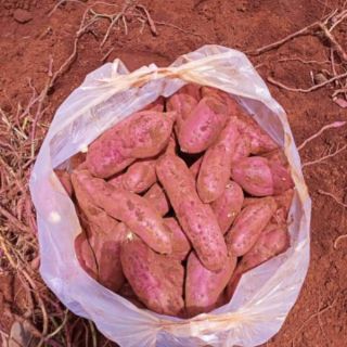 Khoai lang giống nhật (1kg)